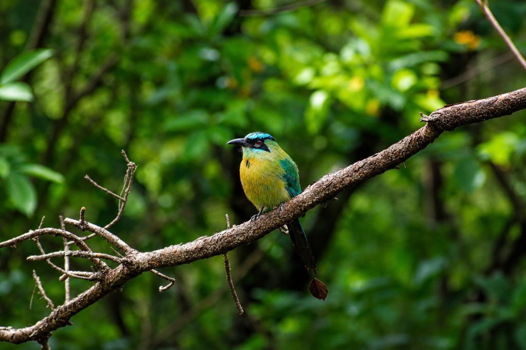 Birdwatching